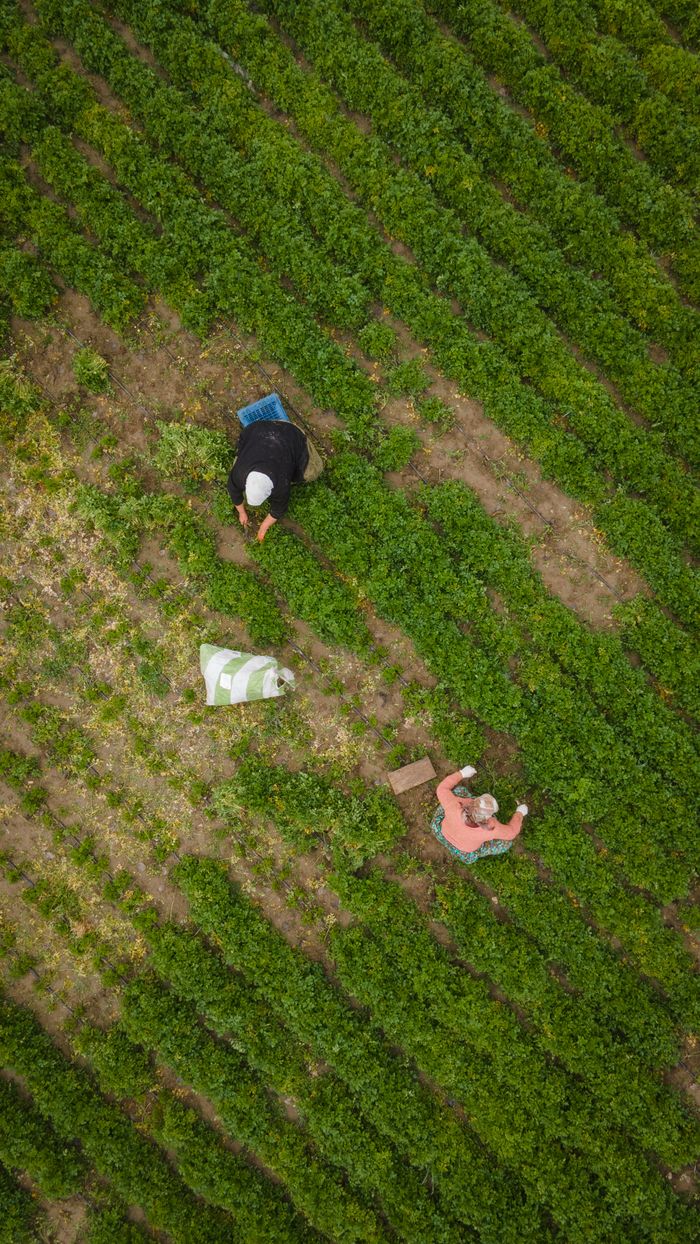 gallery-04 Drone shot capturing farmers harvesting in a lush green field in Çeltikçi, Burdur, Türkiye. High-angle view.